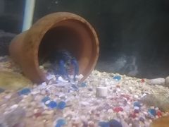 -上海大自然野生昆虫馆(东方明珠·爬宠昆虫探索中心)