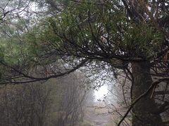 -王顺山国家森林公园