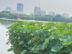 -莲花池公园