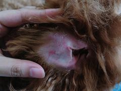 -家有小宠宠物美容(双楠街店)