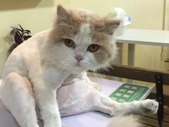 -志龙皇冠吃货椰子铺