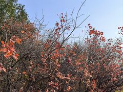 -北京西山国家森林公园