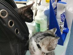 -北京赛佳动物医院