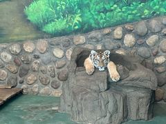 -横道河子东北虎林园