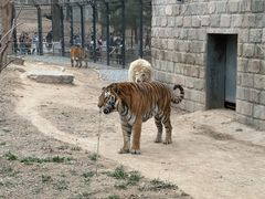 -北京野生动物园