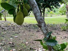 -中国科学院西双版纳热带植物园