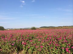 -莲花山花海
