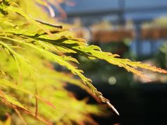 -凤凰御元艺术基地