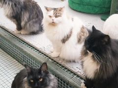 -有猫主题·治愈系猫咖(曾厝垵店)