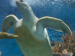 -上海海洋水族馆