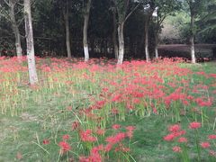 -白塘生态植物园