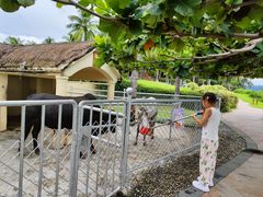 -三亚亚龙湾天域度假酒店