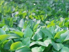 -长春市南湖公园