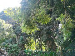 -中国科学院西双版纳热带植物园