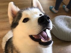 -Husky Go! 哈士奇体验馆·宠物咖啡厅狗咖