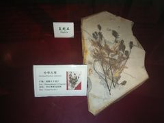 -辽宁古生物博物馆