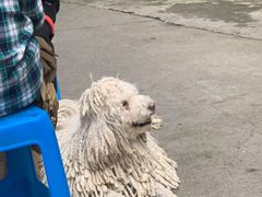 -左撇子私房面