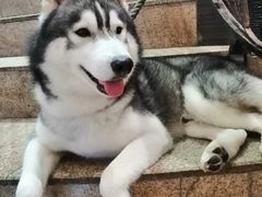 -more than meow吴止猫主题餐厅(承德 中船汇店)