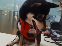 -宠颐生中康贝怡动物医院