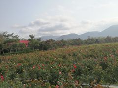 -亚龙湾国际玫瑰谷