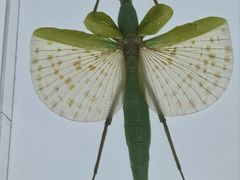 -上海昆虫博物馆