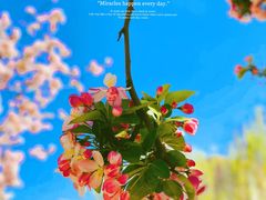 -海棠花溪(元大都城垣遗址公园)