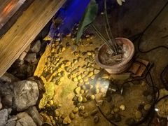 -花溪雨·森林餐厅(石基店)