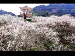 -广州市流溪河国家森林公园