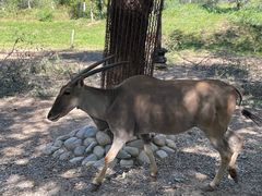 -北京野生动物园