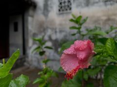 -艺圃