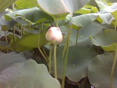 -建华生态湿地百荷园