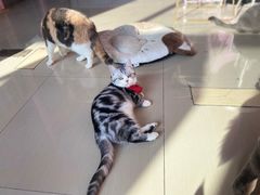 -70cat德文卷毛猫·缅因猫纯种猫舍