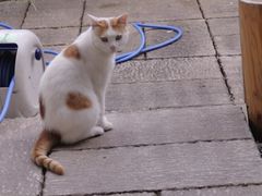 -丁家坡洋芋·观音桥好吃街A区(全国总店)