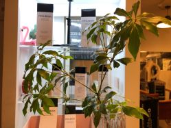 -净漪造型 PURE RIPPLE