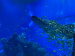 -成都浩海立方海洋公园