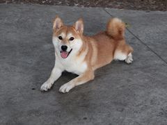 -柴犬高等学院·狗咖·柴犬售卖·宠物训练