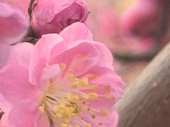 -洛阳市隋唐城遗址植物园