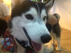-Husky Go! 哈士奇体验馆·宠物咖啡厅狗咖
