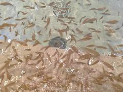 -果裹水汇(帅府店)