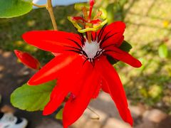 -中国科学院西双版纳热带植物园