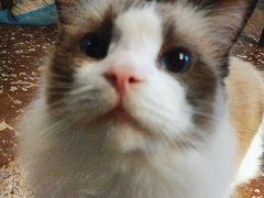 -猫猫幼稚园·撸猫·桌游·电玩