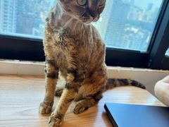 -有喵·猫咖·狗咖·40+猫狗有小奶狗(岗厦店)