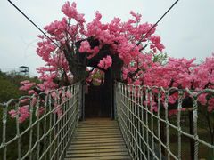 -天适樱花悠乐园