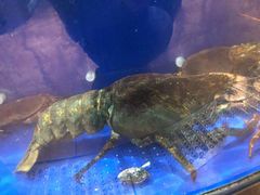 -望海潮海鲜店 特色家常菜(在海一方店)