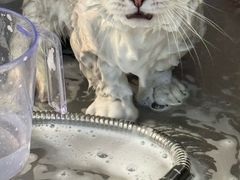 -PETKIT 小佩宠物·低压洗护·美容·寄养(安远店)