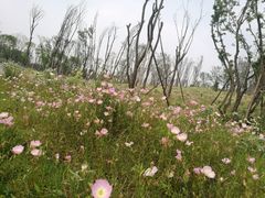 -白鹭湾湿地公园