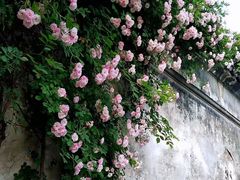 -秦园惠山豆腐花(惠山古镇店)