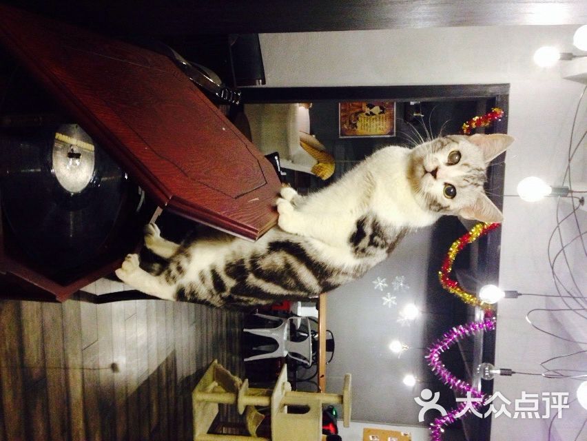 麒麟猫咪主题餐厅咖啡馆商户图片图片 