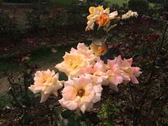 -人民公园(罗湖区)