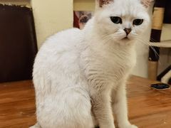 -猫小院猫主题餐厅(南锣旗舰店)